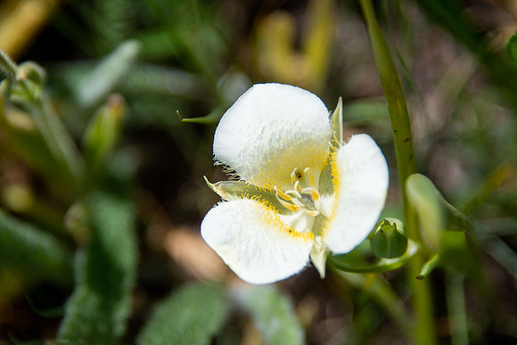 Mariposa Lily