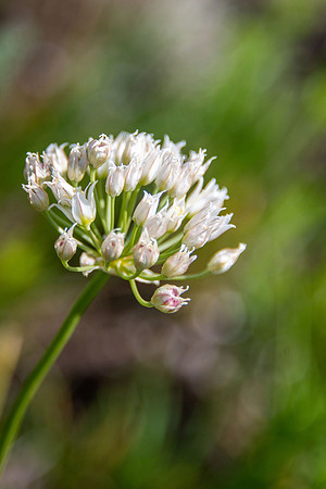 Prairie Onion