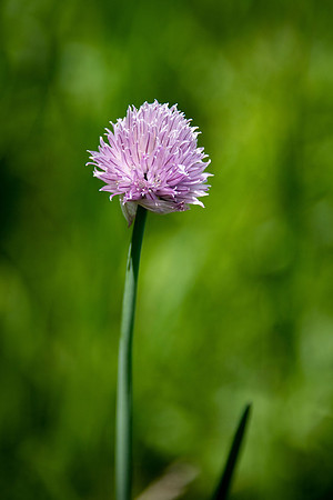 Wild Chive