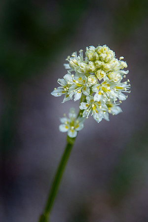 Meadow Death Camas