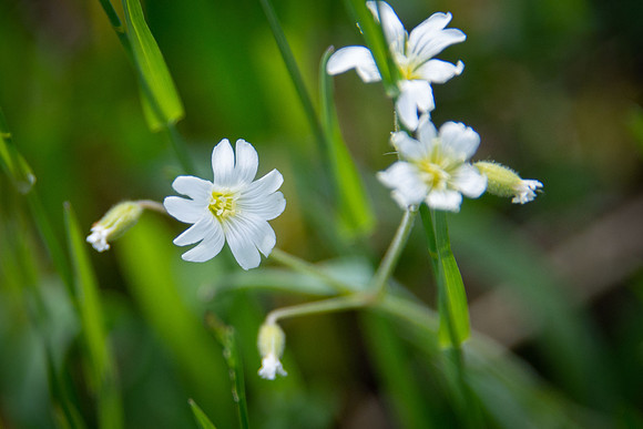 Field Chickweed