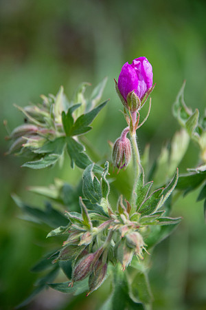 Sticky Purple Geranium II