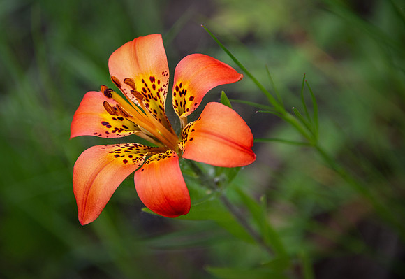 Wood Lily