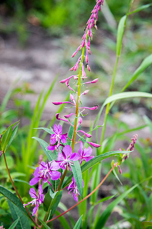 Fireweed