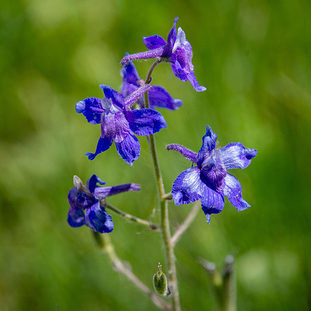 Low Larkspur