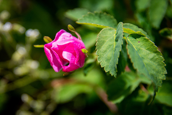 Wild Rose II