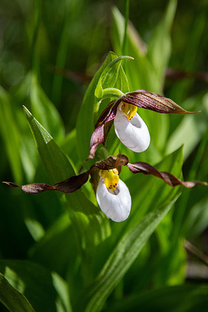 Mountain Ladyslipper