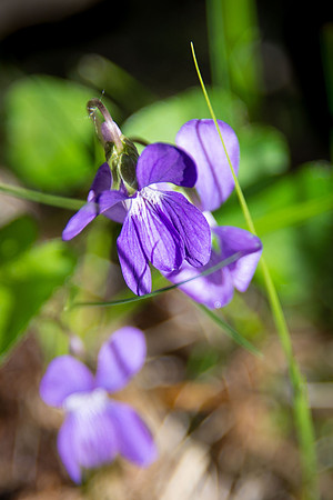 Northern Bog Violet