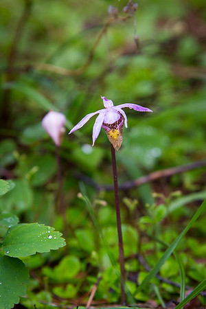 Calypso Orchid