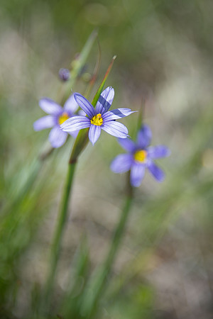 Blue-eyed Grass