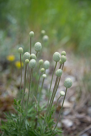 Cut-leaved Anemone III