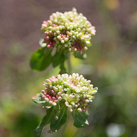 Sulpher Buckwheat II