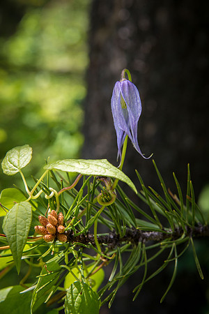 Blue Clematis