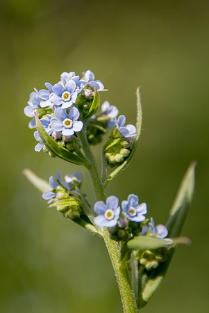Mountain Forget-Me-Not