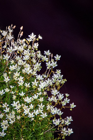 Spotted Saxifrage