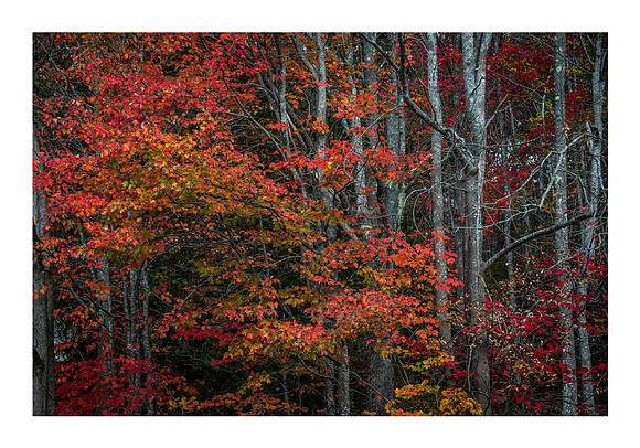 October Leaves Print