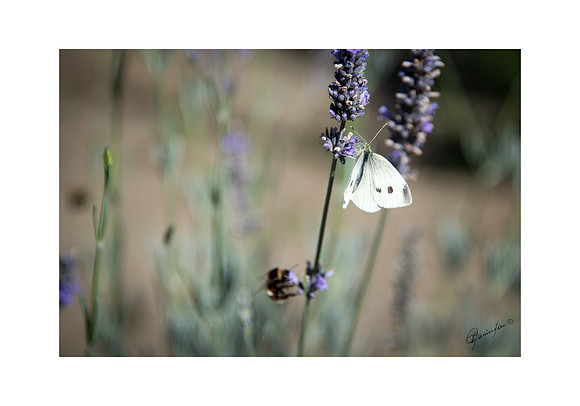 14 x 20 Butterfly & Lavender $45.00