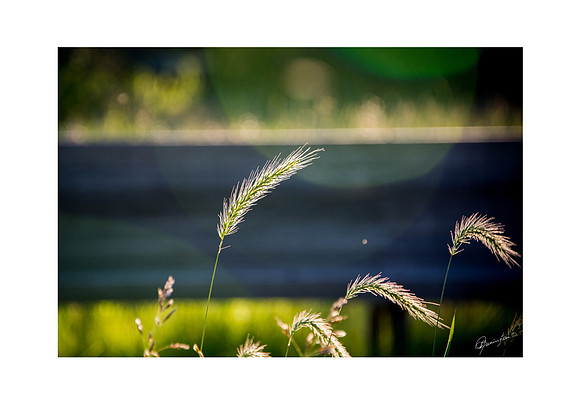 Native Grass - Coutts Centre