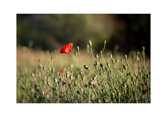 14 x 20 Last Poppy $45.00