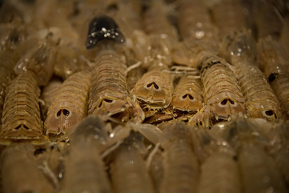More Crawlies from the Ocean