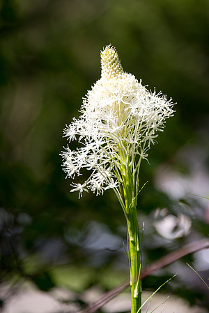 Beargrass - 1