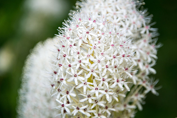 Beargrass - 5