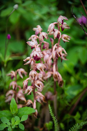 Striped Coralroot