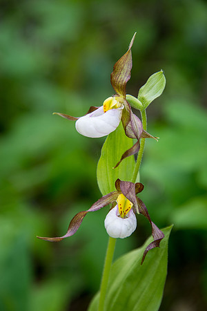 Mountain Ladyslipper