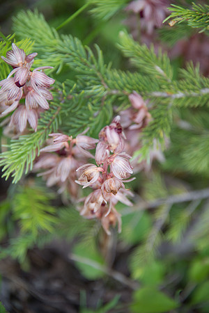 Striped Coralroot II