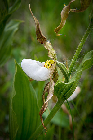 Mountain Ladyslipper II