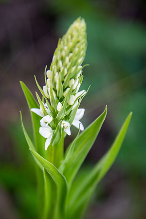 White Bog Orchid
