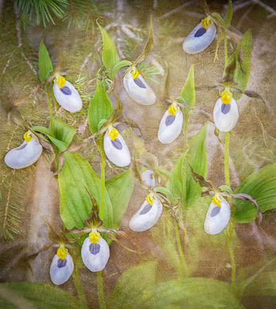 Mountain Ladyslipper VI