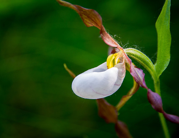 Mountain Ladyslipper  III