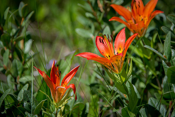 Western wood lily