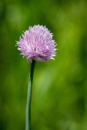 Wild Chive