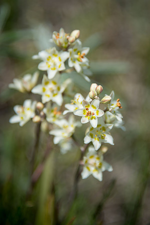 Mountain Death Camas