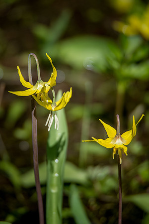 Glacier Lily