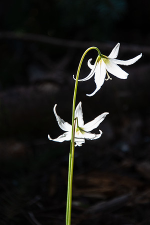 Fawn Lily - Thetis Lake Park, Langford BC  III