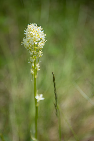 Meadow Death Camas