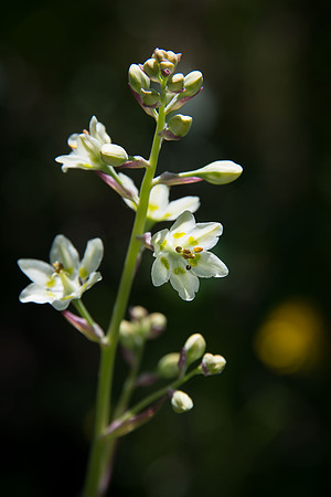 Mountain Death Camas II