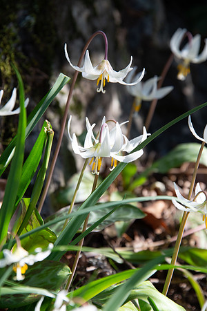 Fawn Lily - Thetis Lake Park, Langford BC