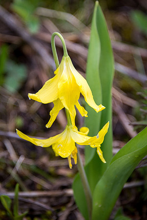 Glacier Lily IV