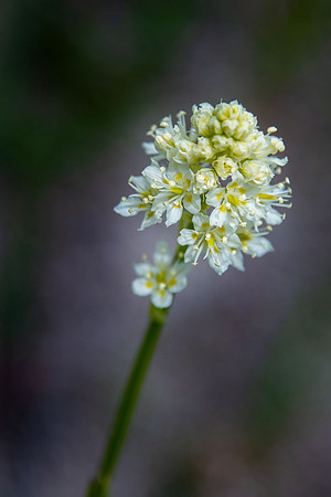 Meadow Death Camas II