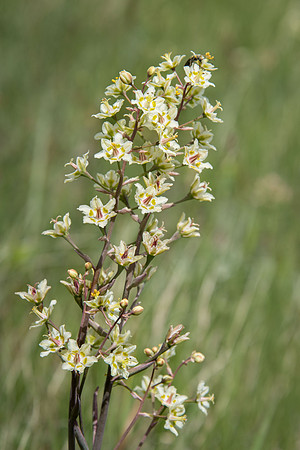 Mountain Death Camas III