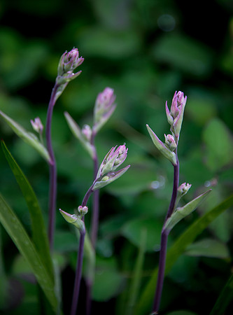 Mountain Death Camas - bud