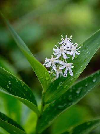 False Solomon's Seal
