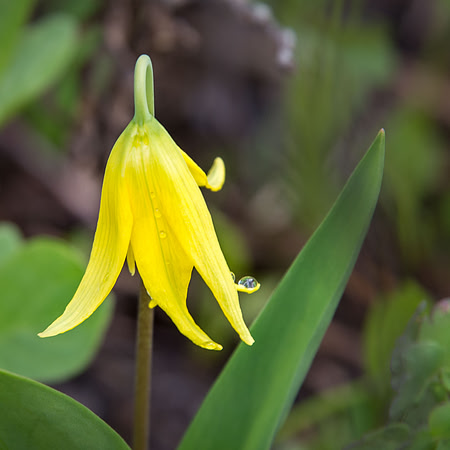Glacier Lily II