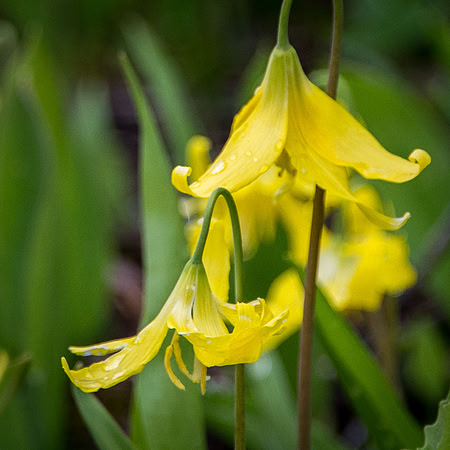 Glacier Lily III