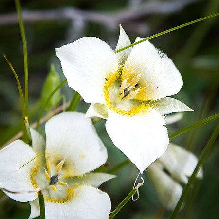 Three Spot Mariposa Lily