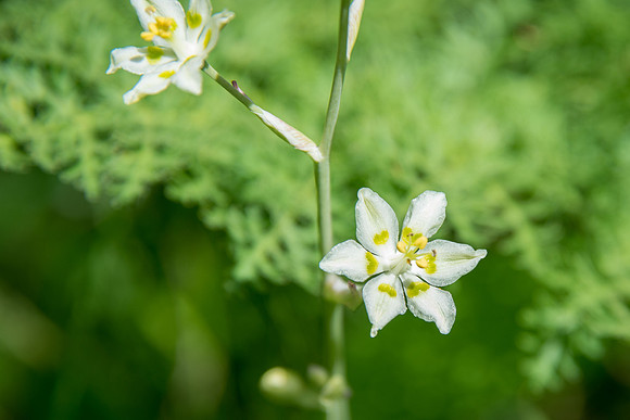 Mountain Death Camas IV